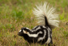 Clipart:1oufk7dffhm= Skunk