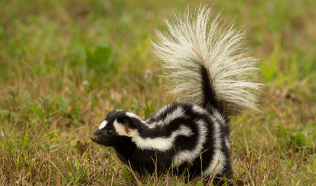 Clipart:1oufk7dffhm= Skunk