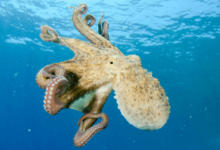 Clipart:4key8ipdeiu= Octopus
