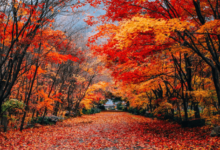 Clipart:5oesxuispmg= Autumn Leaves