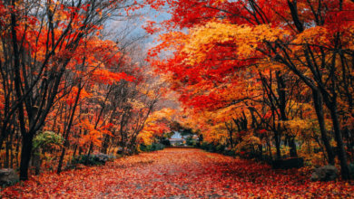 Clipart:5oesxuispmg= Autumn Leaves