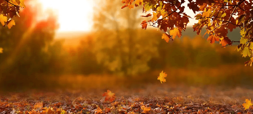 Clipart:5oesxuispmg= Autumn Leaves