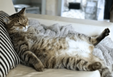 Clipart:0spnqycyrre= Fat Cat