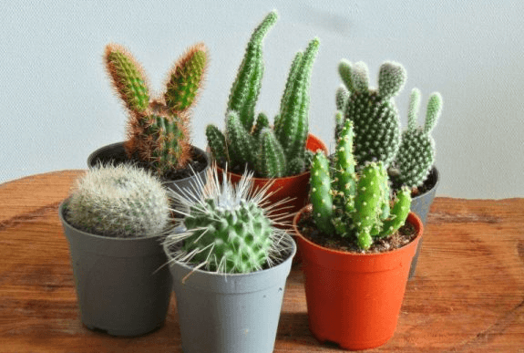 Clipart:-6sg38capt4= Cactus