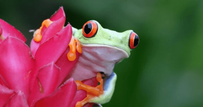 Cute:7ziqkivryto= Frog