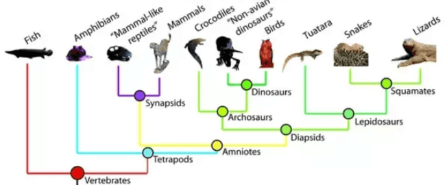 Simple:87j1tjkflck= Phylogenetic Tree