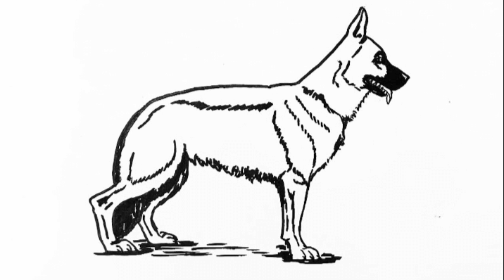 Outline:2mu4atzbexq= German Shepherd Drawing