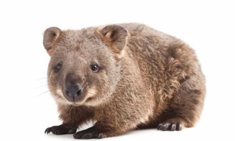 Baby:_083uebw6ow= Wombat