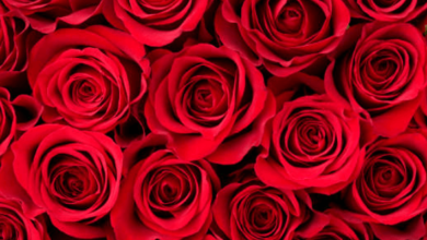 Red:Jxejyinwpbk= Roses