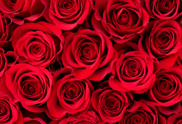 Red:Jxejyinwpbk= Roses