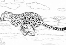 Printable:9cvese-Yhue= Cheetah Coloring Page