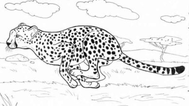 Printable:9cvese-Yhue= Cheetah Coloring Page